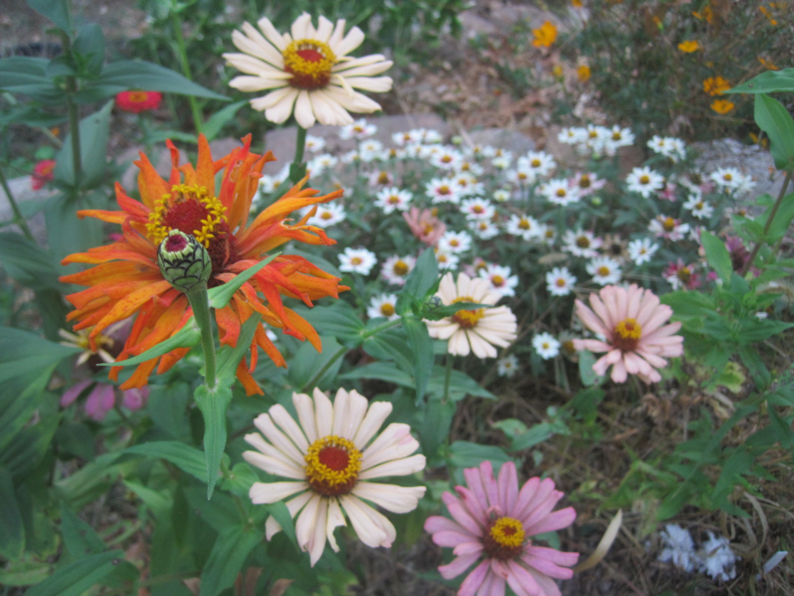 The Best Flowers for a Cutting Garden